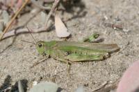 Epacromius tergestinus