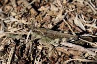 Epacromius tergestinus
