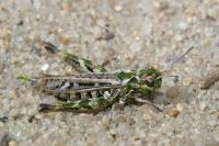 Myrmeleotettix maculatus