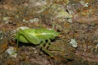 Cyrtaspis scutata
