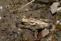 Tetrix undulata
