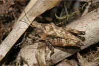 Tetrix undulata