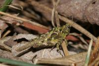 Tetrix ceperoi