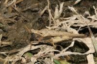 Tetrix subulata