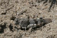 Oedipoda caerulescens