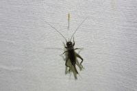 Eumodicogryllus bordigalensis