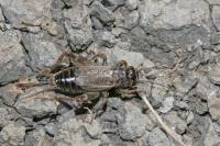 Eumodicogryllus bordigalensis