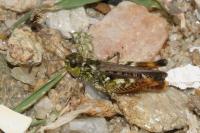 Myrmeleotettix maculatus