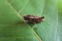 Tetrix undulata