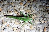 Tettigonia viridissima
