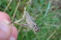 Tessellana tessellata