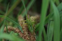 Tettigonia viridissima