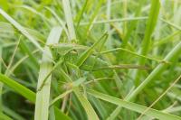 Tettigonia viridissima