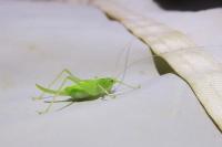 Meconema thalassinum