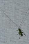 Conocephalus fuscus