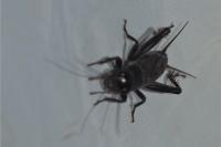 Eumodicogryllus bordigalensis
