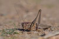 Platycleis affinis