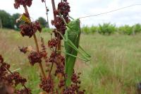 Tettigonia viridissima