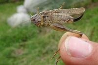 Platycleis albopunctata