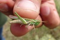 Calephorus compressicornis