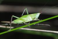 Ruspolia nitidula