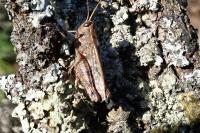 Calliptamus barbarus