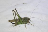 Platycleis albopunctata