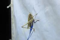 Tessellana tessellata