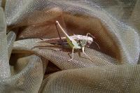 Platycleis affinis