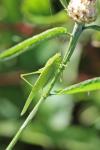 Phaneroptera nana