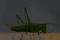 Conocephalus fuscus