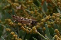 Epacromius tergestinus