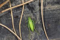 Cyrtaspis scutata