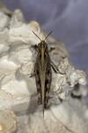 Aiolopus thalassinus