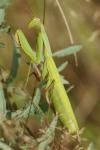 Mantis religiosa