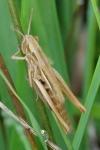 Euchorthippus declivus