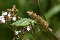 Uromenus rugosicollis