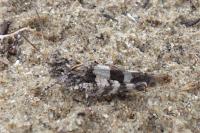 Oedipoda caerulescens