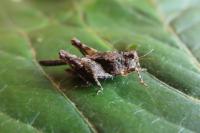 Paratettix meridionalis