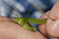 Phaneroptera falcata