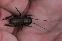 Gryllus campestris