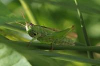 Mecostethus parapleurus