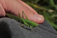 Ruspolia nitidula