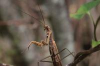 Mantis religiosa