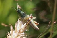 Pseudochorthippus parallelus