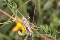Tessellana tessellata