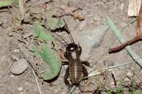 Gryllus campestris