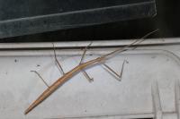 Clonopsis gallica