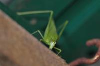 Phaneroptera nana