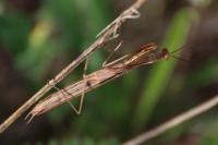 Mantis religiosa